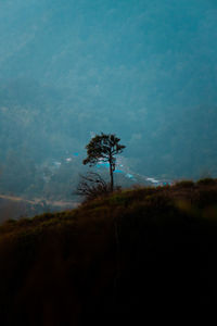 Trees on field against sky