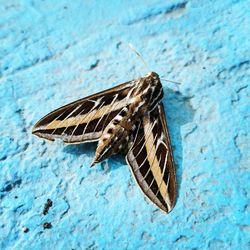 High angle view of white lined sphinx moth