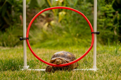 A tortoise trying to walk through a hoop.