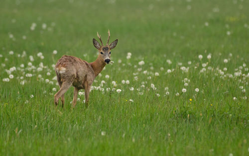 Deer on grassy field