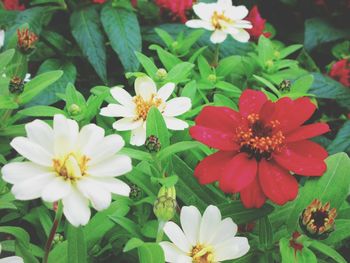 Close-up of flowers blooming outdoors