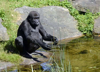 Monkey in a lake