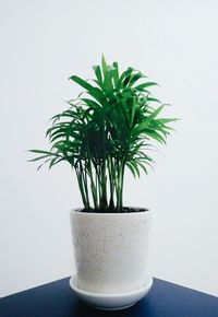 Close-up of potted plant on table