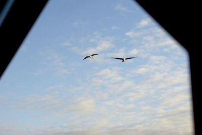 Low angle view of birds flying against sky