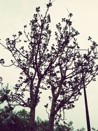 Low angle view of flowering tree against sky