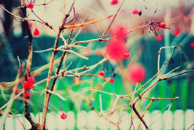 Close-up of pink flowers on branch