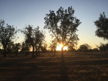 Trees on field against sky during sunset