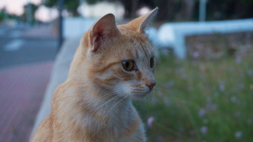 Close-up of a cat looking away