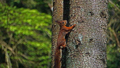 Close-up of squirrel perching on tree trunk