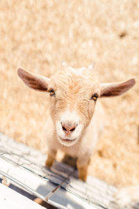 Portrait of an animal