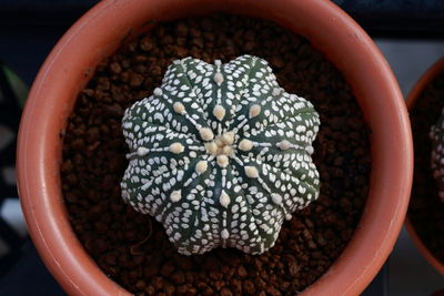 Directly above shot of potted plant