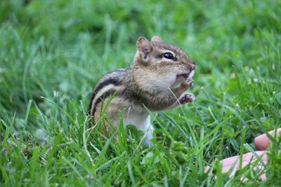 Squirrel sitting on grassy land