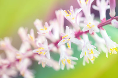 Close-up of cherry blossoms