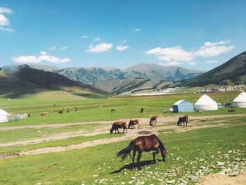 Cows grazing on field against sky