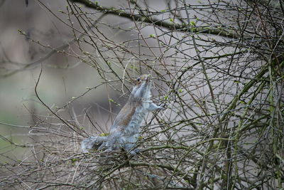 Bird perching on tree in forest