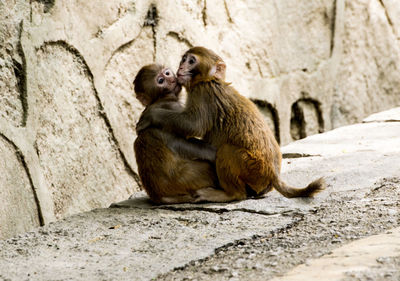 Monkeys embracing on footpath