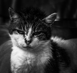 Close-up portrait of a cat