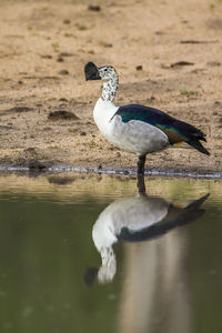 Bird on a lake