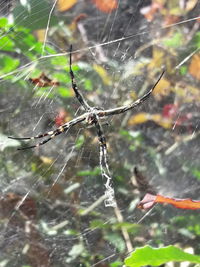 Close-up of spider on web