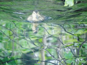 Close-up of bird swimming in water