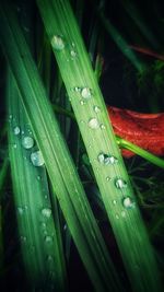 Close-up of wet green leaves during rainy season