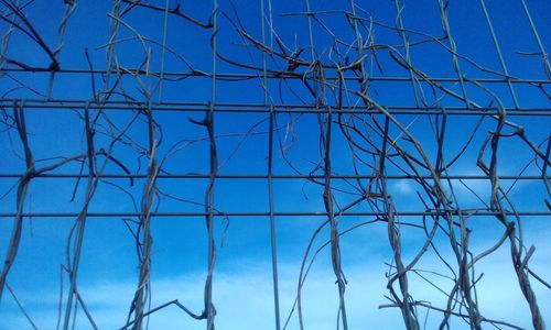 Low angle view of bare trees against clear blue sky