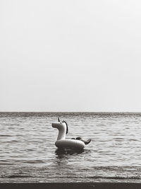 Seagull swimming in sea against clear sky