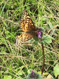 Close-up of butterfly on purple flower