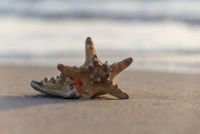 Close-up of crab on sand