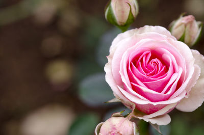 Close-up of pink rose blooming outdoors