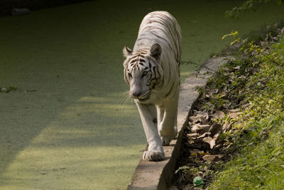 Full length of a cat walking in zoo
