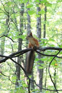 Squirrel sitting on a tree