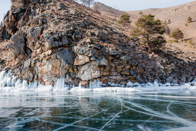 Frozen trees on rock during winter