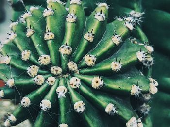 High angle view of white flowering plants