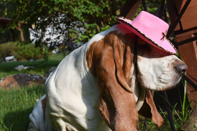 Close-up of dog wearing cowboy hat