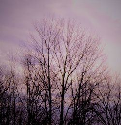 Low angle view of bare trees against sky