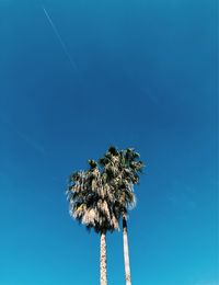 Low angle view of coconut palm tree against clear blue sky
