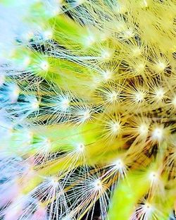 Close-up of dandelion