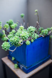 Close-up of potted plant