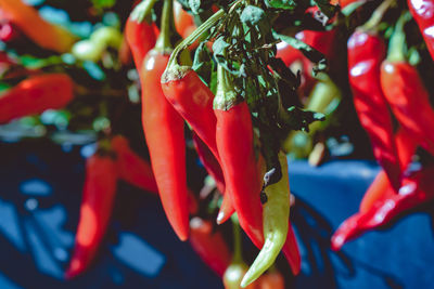 Close-up of red chili peppers on plant