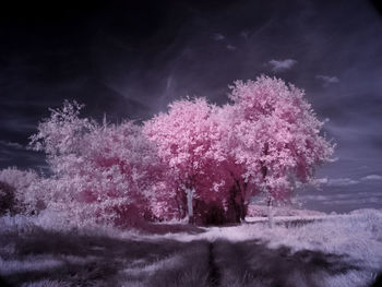 Close-up of fresh pink flower tree in winter