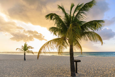 Palm trees on beach against sky