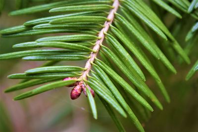 Close-up of green leaf