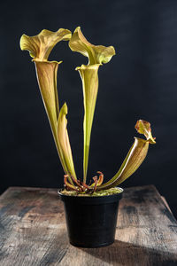 Close-up of carnivorous plant on table