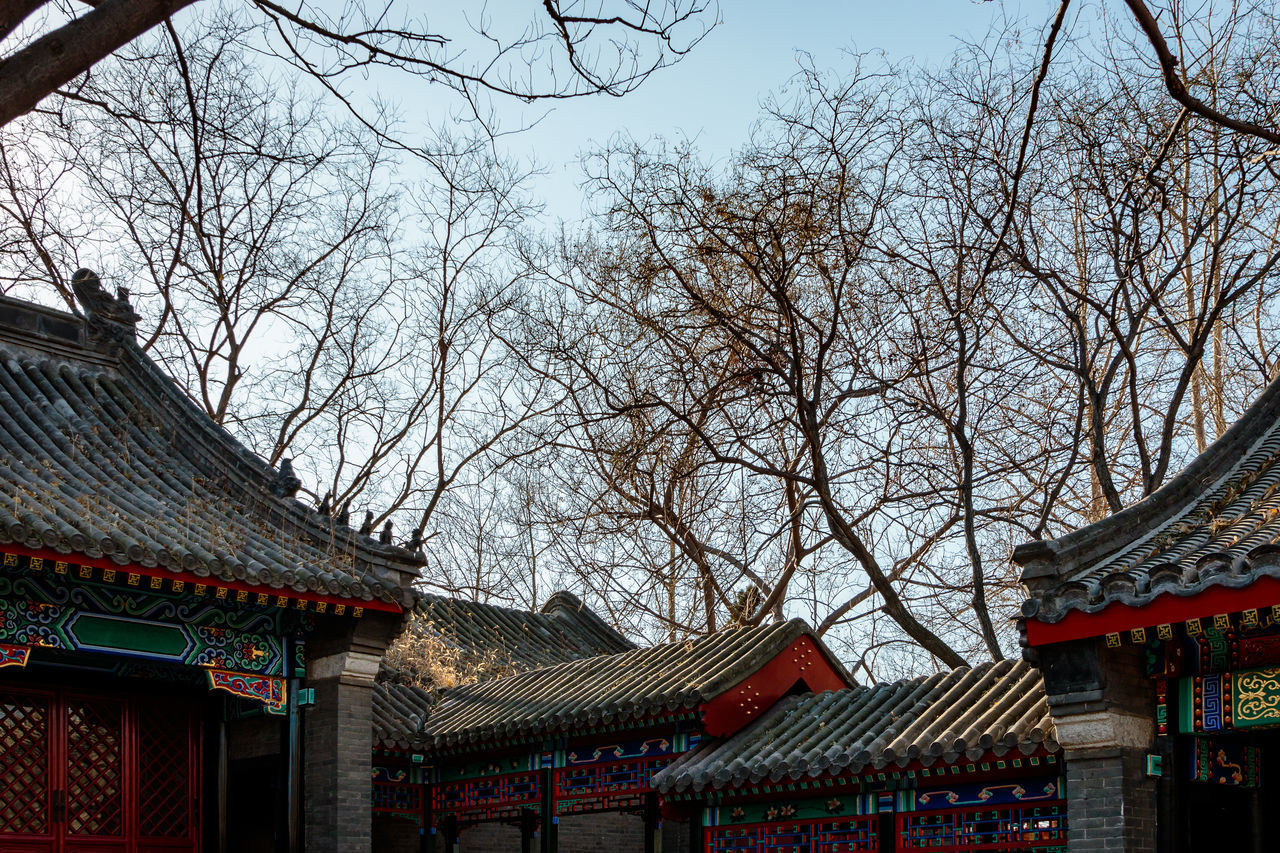 LOW ANGLE VIEW OF BARE TREES AND ROOF