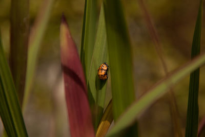 Close-up of insect on leaf