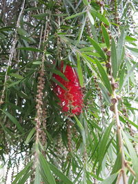 Close-up of leaves