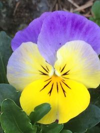 Close-up of yellow flower blooming outdoors