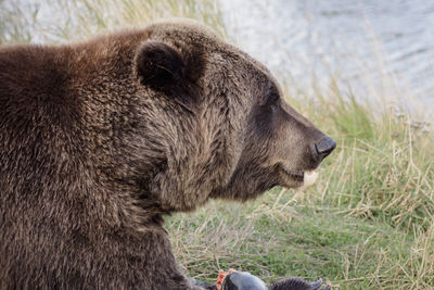 Close-up of bear on field