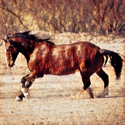 Horse on field